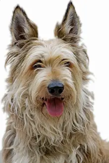 Picard: Dog - Berger Picard / Picardy Shepherd with mouth open