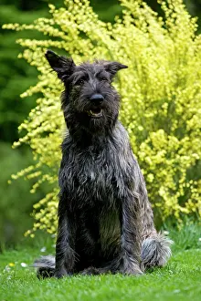 Picard: Dog - Berger Picard / Picardy Shepherd with mouth open