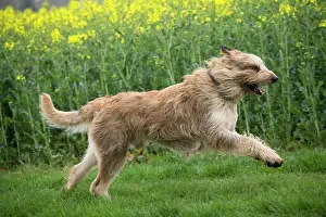 Picard: Dog - Berger Picard / Picardy Shepherd running