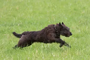 Picard: Dog - Berger Picard / Picardy Shepherd running