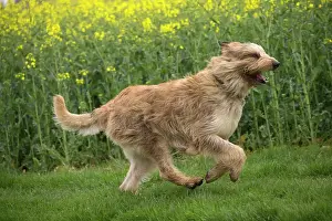 Picard: Dog - Berger Picard / Picardy Shepherd running