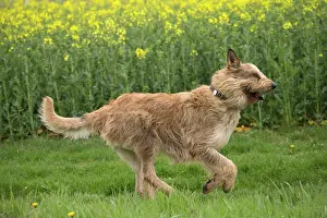 Picard: Dog - Berger Picard / Picardy Shepherd running