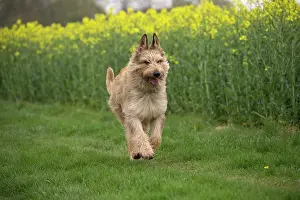 Picard: Dog - Berger Picard / Picardy Shepherd running