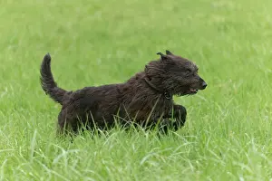 Picard: Dog - Berger Picard / Picardy Shepherd running