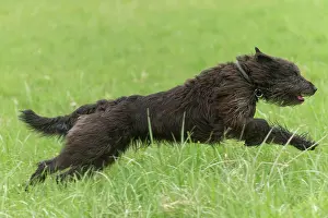 Picard: Dog - Berger Picard / Picardy Shepherd running