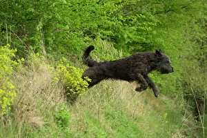 Gully: Dog - Berger Picard / Picardy Shepherd series 1