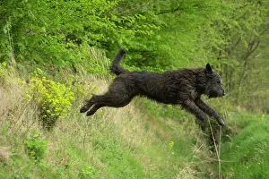 Gully: Dog - Berger Picard / Picardy Shepherd series 2
