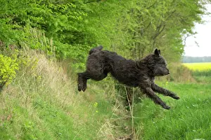 Gully: Dog - Berger Picard / Picardy Shepherd series 3