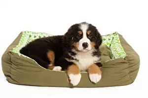 Bermese: Dog - Bermese Mountain Dog in dog bed