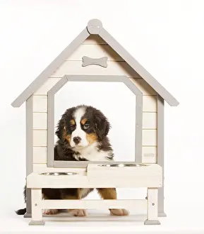 Bermese: Dog - Bermese Mountain Dog at dog feeding station in studio