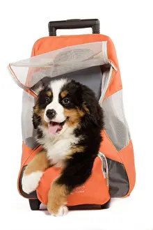 Carriers: Dog - Bermese Mountain Dog puppy in dog carrying