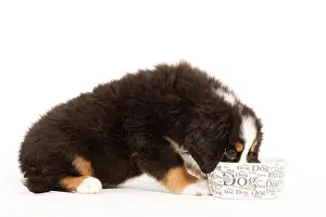 Bermese: Dog - Bermese Mountain Dog - puppy eating from dog bowl