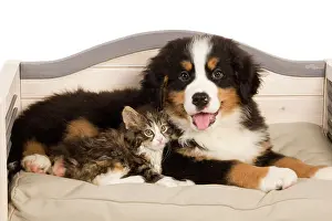 Bermese: Dog - Bermese Mountain dog puppy with kitten on dog bed