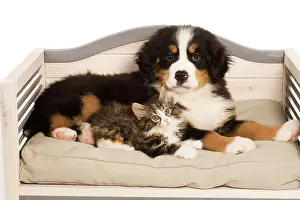 Bermese: Dog - Bermese Mountain Dog puppy with kitten on dog bed