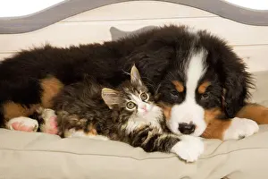 Bermese: Dog - Bermese Mountain Dog puppy with kitten on dog bed