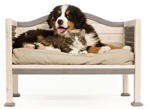 Bermese: Dog - Bermese Mountain Dog puppy with kitten on dog bed