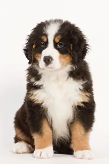 Bermese: Dog - Bermese Mountain Dog - puppy sitting in studio