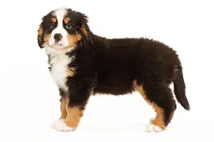 Bermese: Dog - Bermese Mountain Dog - puppy in studio