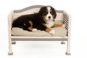 Bermese: Dog - Bermese Mountain Dog - puppy in studio on dog bed