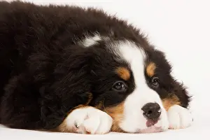 Bermese: Dog - Bermese Mountain Dog in studio