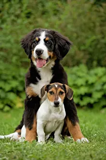 Bermese: Dog - Bermese Mountain Dog with Terrier