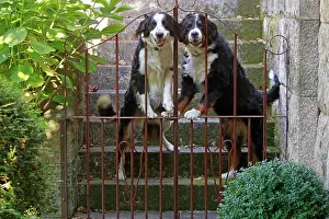 Berner: Dog - Bernese Mountain with Bernese Mountain cross