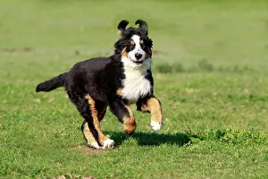 Berner: Dog - Bernese Mountain Dog