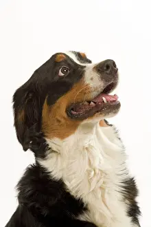 Anticipation: Dog Bernese Mountain Dog