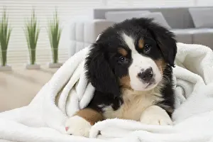 Cocked: Dog Bernese Mountain Dog