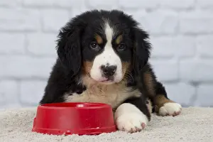 Dinner: Dog Bernese Mountain Dog