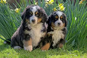 Buckets: Dog Bernese Mountain Dog