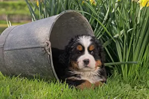 Buckets: Dog Bernese Mountain Dog