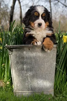 Buckets: Dog Bernese Mountain Dog