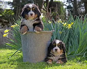 Buckets: Dog Bernese Mountain Dog