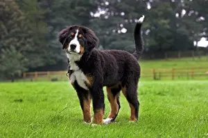 Berner: Dog - Bernese Mountain Dog - puppy