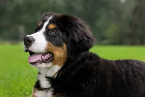 Berner: Dog - Bernese Mountain Dog - puppy
