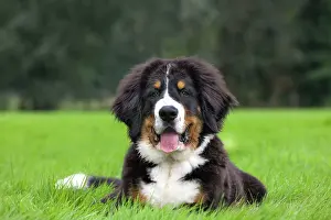 Berner: Dog - Bernese Mountain Dog - puppy
