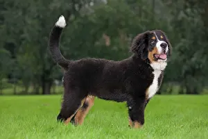 Berner: Dog - Bernese Mountain Dog - puppy