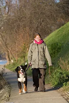 Exercising: Dog - Bernese Mountain Dog being walked by young