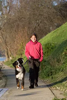 Exercising: Dog - Bernese Mountain Dog being walked by young
