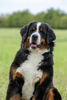 John Daniels: DOG. Bernese Mountian Dog, head shot
