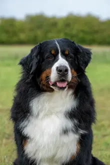John Daniels: DOG. Bernese Mountian Dog, head shot, portrait