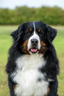 John Daniels: DOG. Bernese Mountian Dog, head shot, portrait