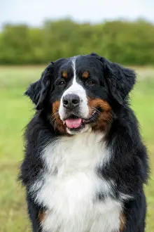 John Daniels: DOG. Bernese Mountian Dog, head shot, portrait