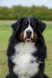 John Daniels: DOG. Bernese Mountian Dog, head shot, portrait