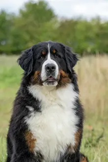 John Daniels: DOG. Bernese Mountian Dog, head shot, portrait
