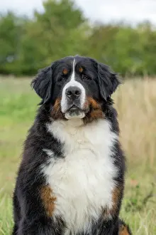 John Daniels: DOG. Bernese Mountian Dog, head shot, portrait