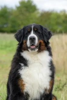 John Daniels: DOG. Bernese Mountian Dog, head shot, portrait
