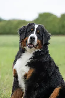 John Daniels: DOG. Bernese Mountian Dog, head shot, portrait