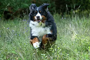 John Daniels: DOG. Bernese Mountian Dog, running through long grass to camera